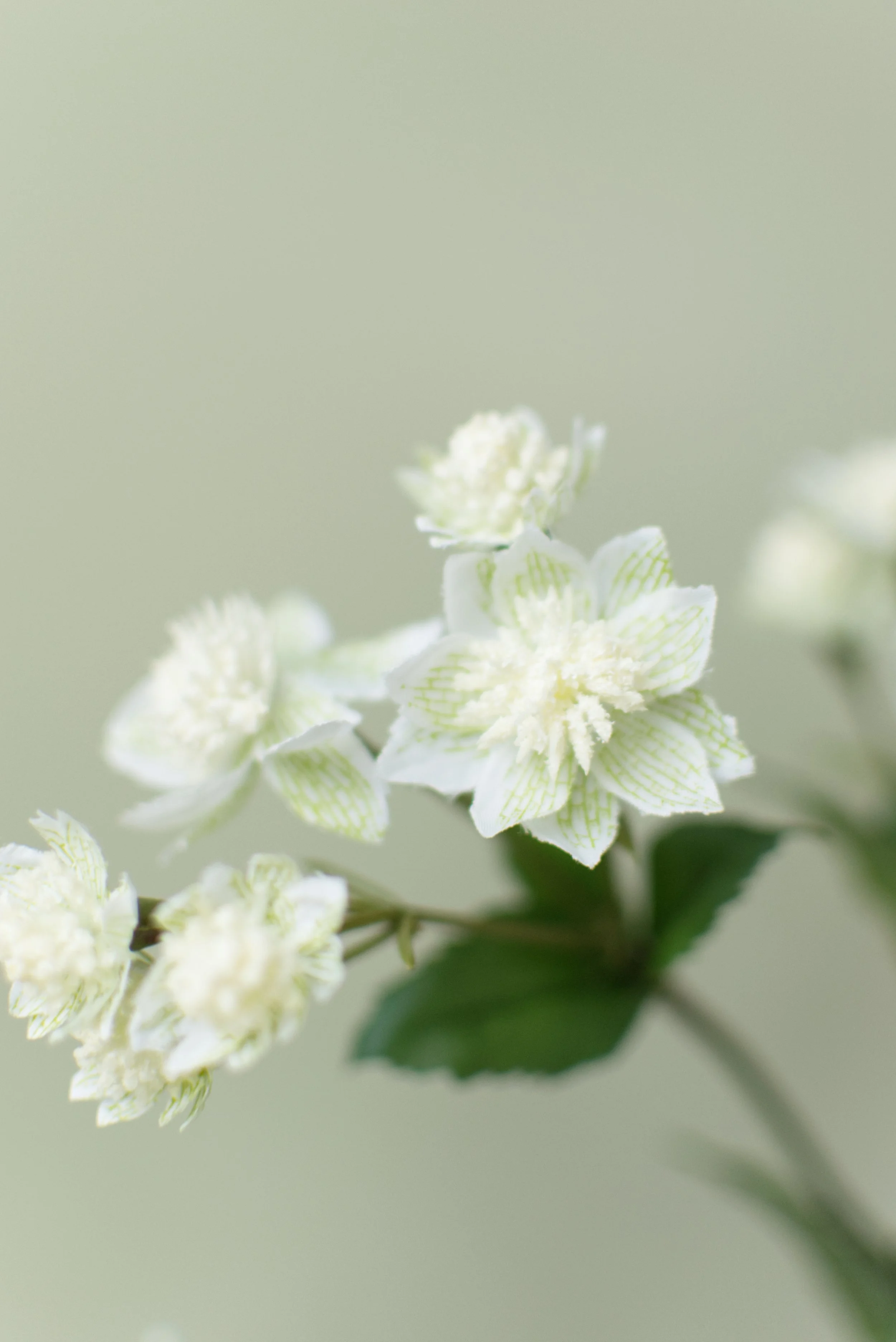 Astrantia - White — Sarah Stuart Flowers
